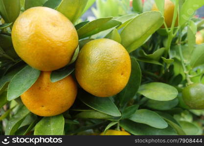 Close up kumquats, resembling oranges and other citrus fruits.