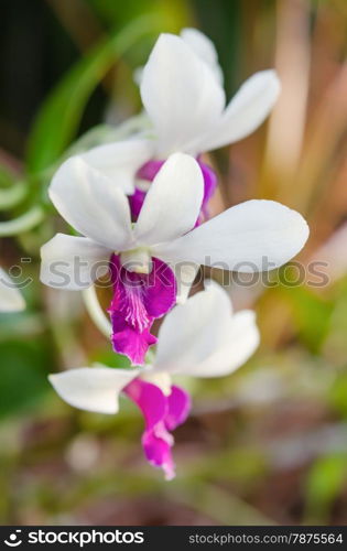 close up l white Dendrobium orchid in garden. white Dendrobium orchid