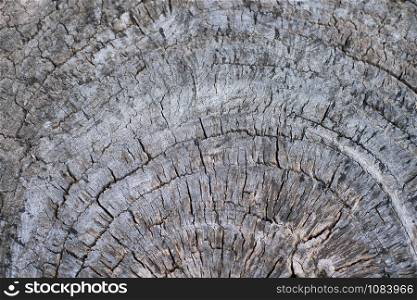 Close up larch wood cut down a big old tree Texture Background With Wooden Annual Rings
