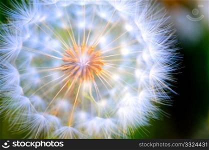 Close-up Large Dandelion. Up close view of a large white Dandelion puffball with the seeds visible through the umbrellas that carry them with the wind