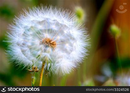 Close-up Large Dandelion. Up close view of a large white Dandelion puffball with the seeds visible through the umbrellas that carry them with the wind