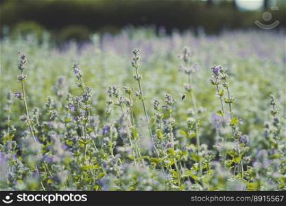Close up lavender meadow and flying bee concept photo. Plants in bloom. Front view photography with blurred background. High quality picture for wallpaper, travel blog, magazine, article. Close up lavender meadow and flying bee concept photo
