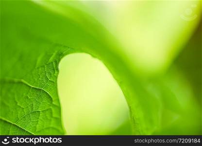 Close up leaf beautiful on blur soft focus tree background for leaves nature green wallpaper and backdrop