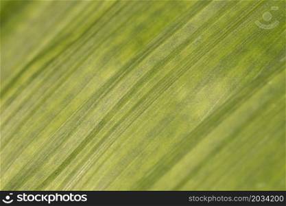 close up leaf texture organic background