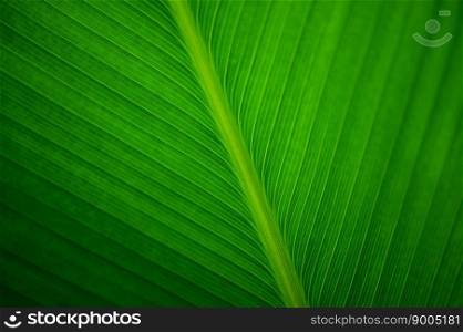 Close up Leave of a banana plant.