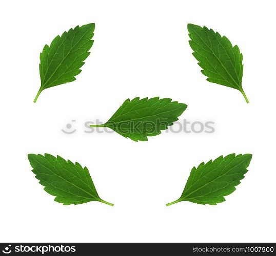 Close-up leaves isolated on white background.