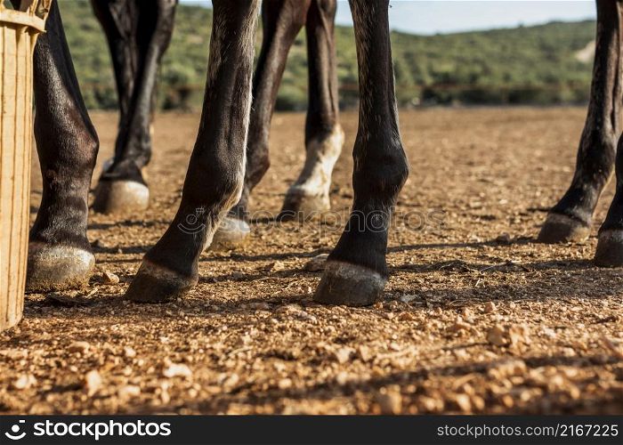 close up legs stud horses