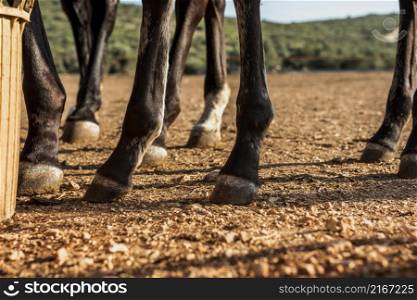 close up legs stud horses