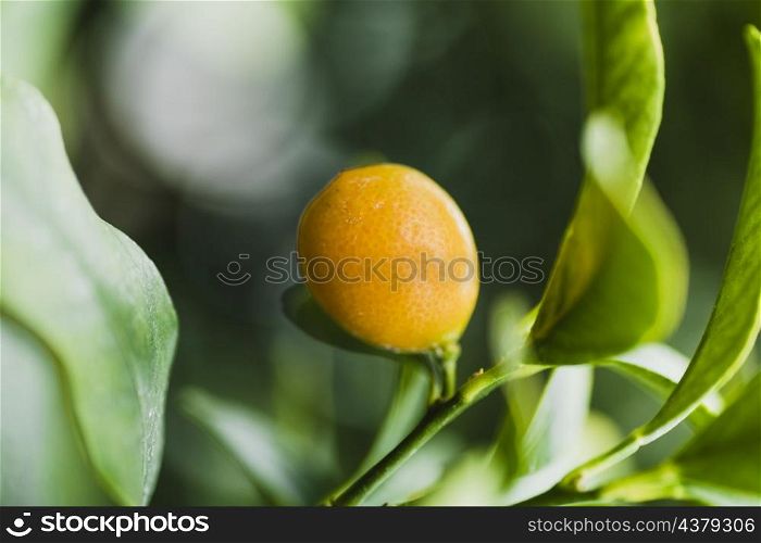 close up lemon tree