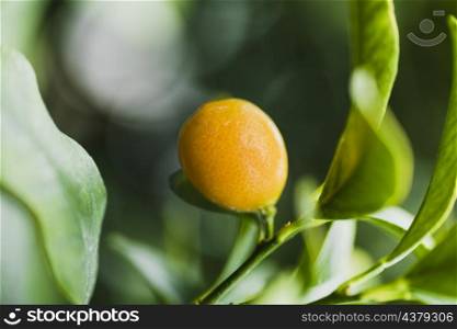 close up lemon tree