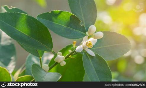 close up lime flower . detail of blossoming lime flower wiith green leaves