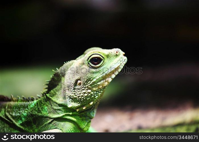 close up lizard in zoo