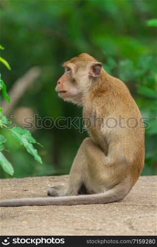 Close-up Long - tailed Macaque (Macaca fascicularis) sitting on concrete floor and waiting for foods from tourist.