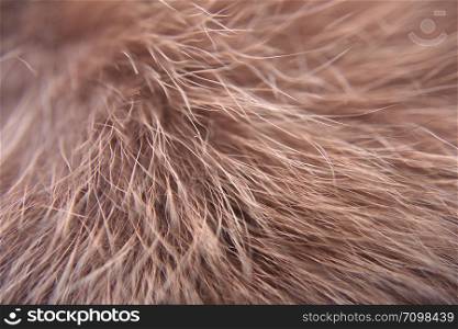 Close up look of the red animal fur with visible texture