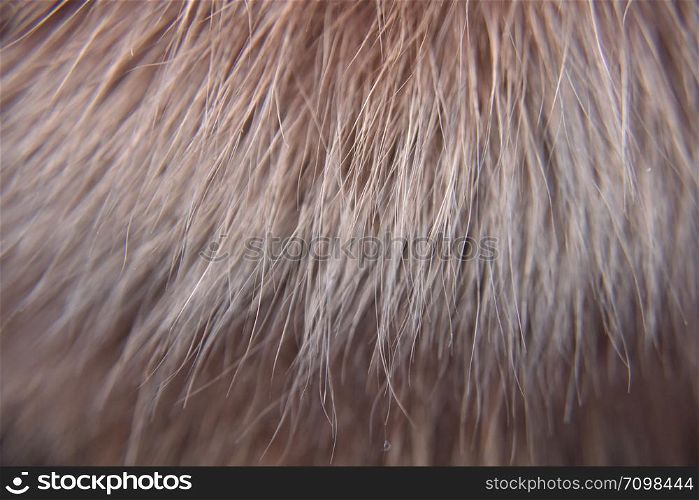 Close up look on the red animal fur