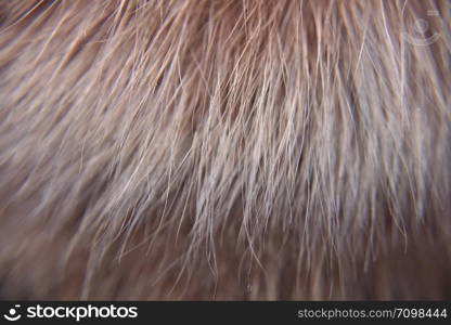 Close up look on the red animal fur