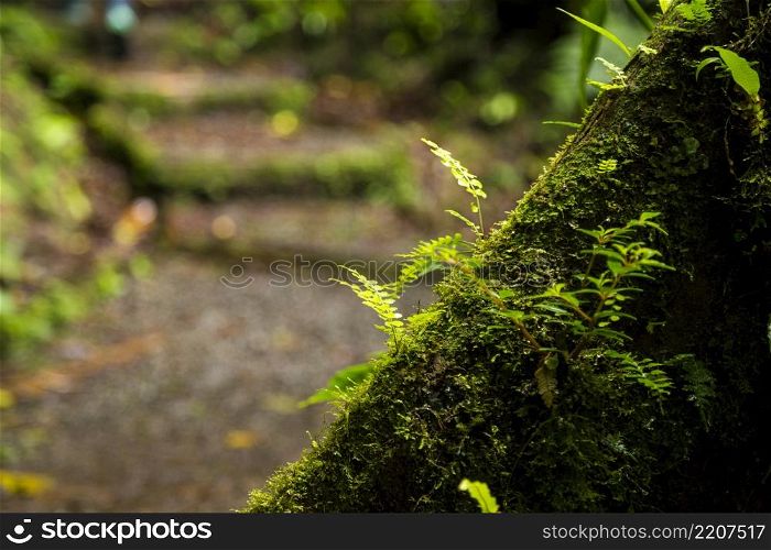 close up lush moss growing tree trunk rainforest