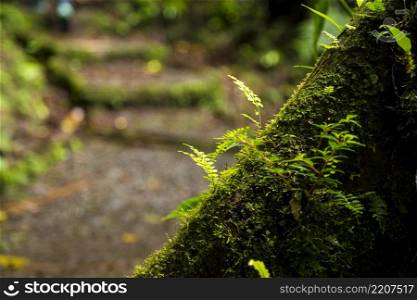 close up lush moss growing tree trunk rainforest