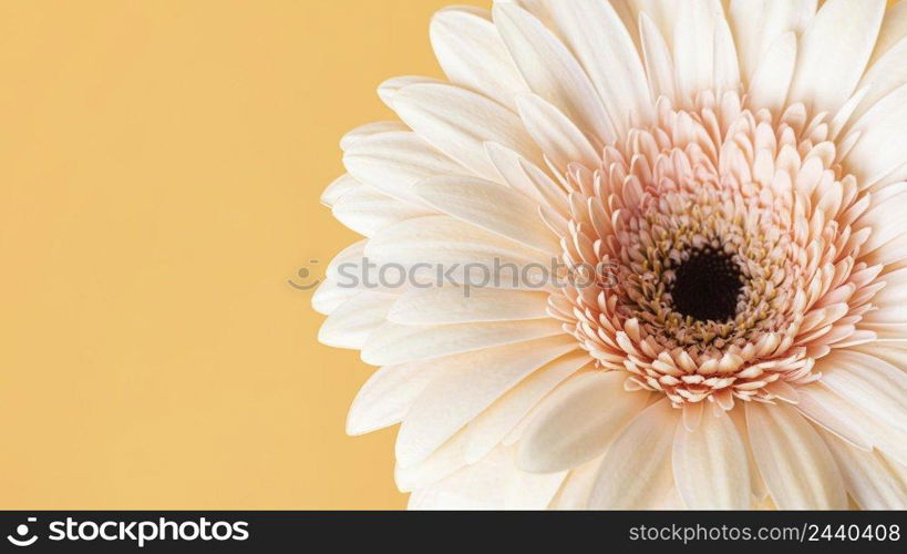 close up macro bloomed flower 3