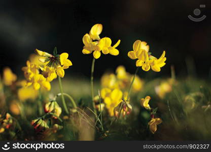 Close up Macro Bright Yellow Flower Isolated Black Background
