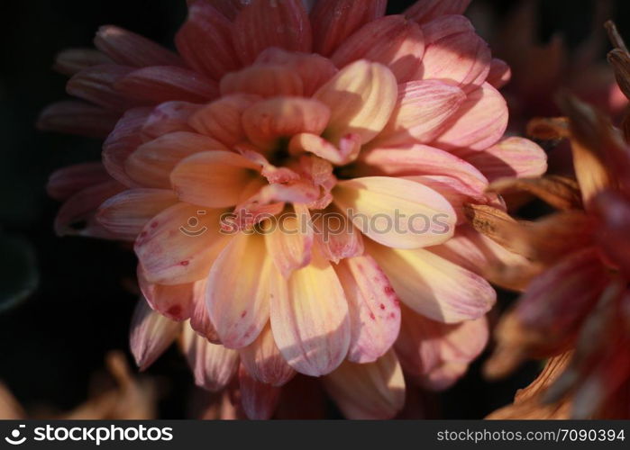 close-up macro image of pink and white delicate soft twisted petals of a chysanthemum flower in a garden, rural New South Wales, Australia