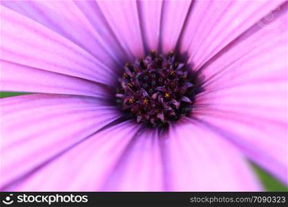 close up macro image of the small floral disc interior pollen carrying flowers in the centre of a colorful fresh daisy flower in a garden, New South Wales, Australia