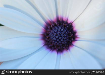 close up macro image of the small floral disc interior pollen carrying flowers in the centre of a colorful fresh daisy flower in a garden, New South Wales, Australia