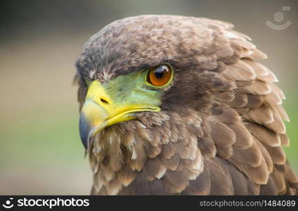 Close up macro of a brown eagle with a green and yellow beak