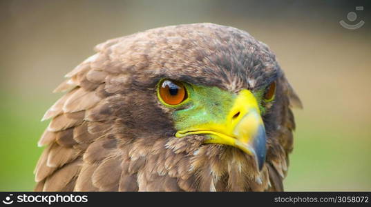 Close up macro of a brown eagle with a green and yellow beak