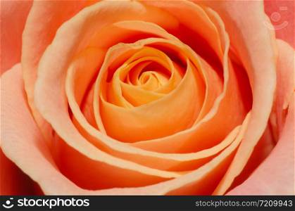 Close up macro of a peach rose