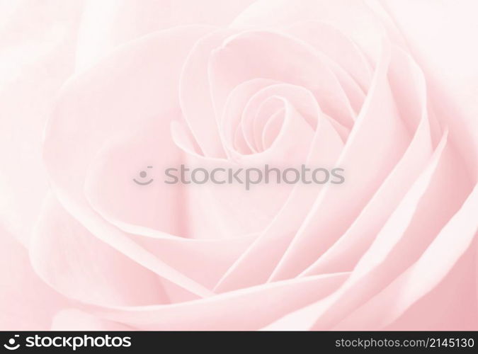Close up macro of a pink rose
