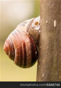 close up macro of a snail attached to a branch with a shell