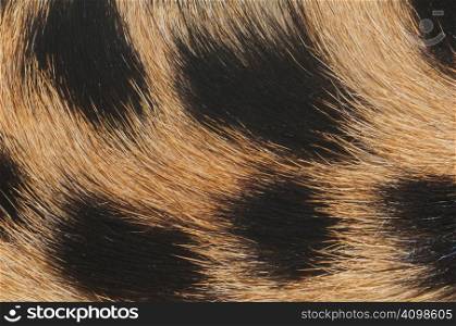 close-up (macro) of cheetah fur with hair pattern radiating from right side