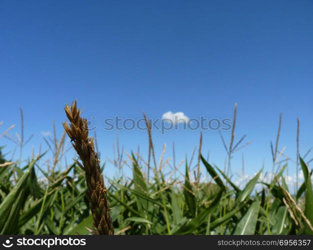Close Up Macro of corn cob on blue sky and green field background.. Close Up Macro of Corn Cob on Sky and Field Background