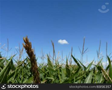 Close Up Macro of corn cob on blue sky and green field background.. Close Up Macro of Corn Cob on Sky and Field Background