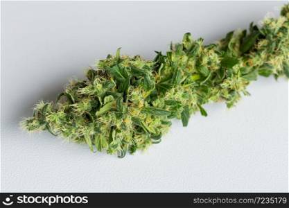 Close up Macro of freshly harvested Medical Marijuana, Cannabis with its leaves clipped off