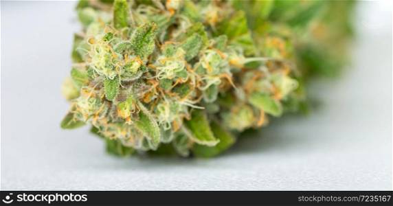 Close up Macro of freshly harvested Medical Marijuana on a white background
