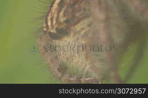 Close Up Macro Of Grey Spider