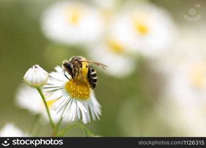 Close up, Macro of solitary Bee on daisy flower collecting pollen..