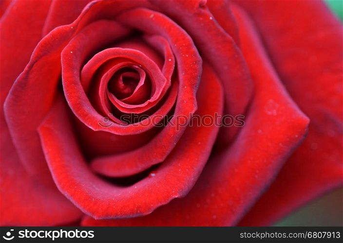 Close up macro shot of a red rose