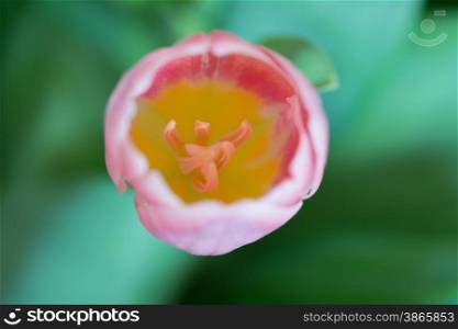 close-up macro shot of tulip