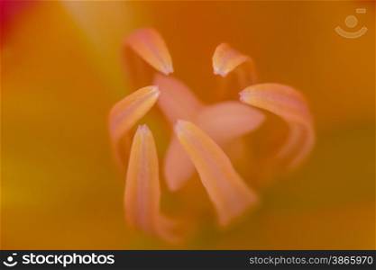 close-up macro shot of tulip