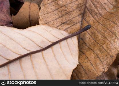 Close up macro view of a dry leaf of autumn season