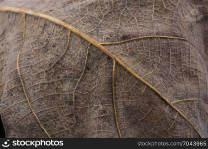 Close up macro view of a dry leaf of autumn season