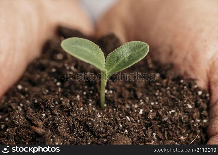 close up male hands holding soil plant