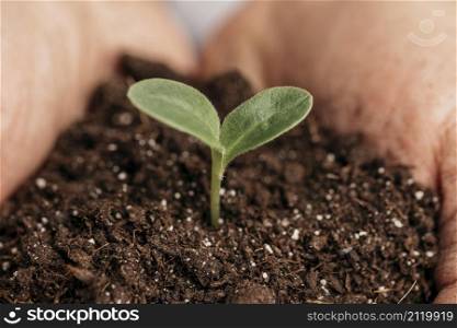 close up male hands holding soil plant