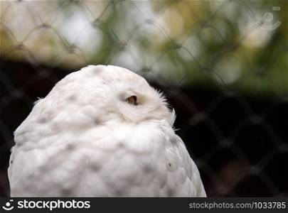 Close up Male Snowy owl (Bubo scandiacus) face in Hokkaido, Japan.