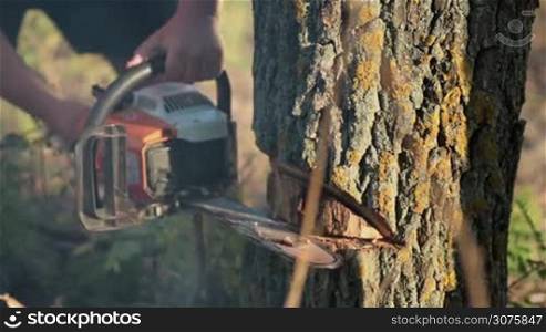 Close up man&acute;s hands sawing dry tree with orange chainsaw. Sawdust flying