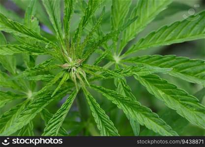 Close up many fresh green cannabis or hemp leaves growing, high angle view