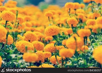 close up marigold flower on field